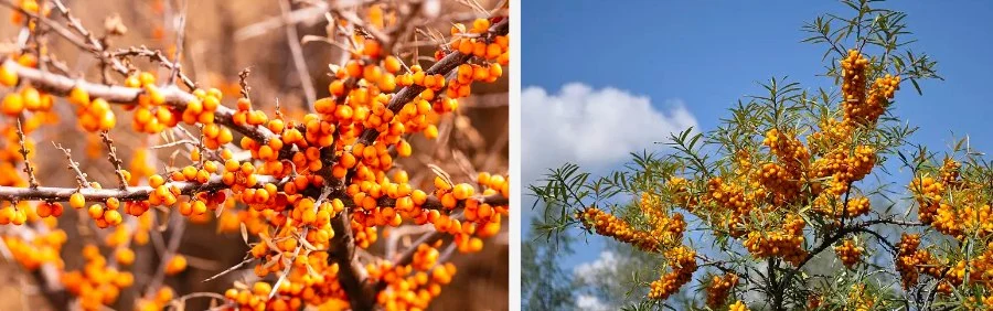 Sea Buckthorn Fruit Powder.jpg